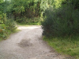 Image on trail